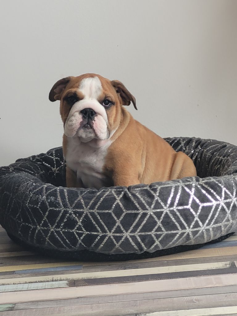 De la Cour des Molosses - Chiots disponibles - Bulldog Anglais