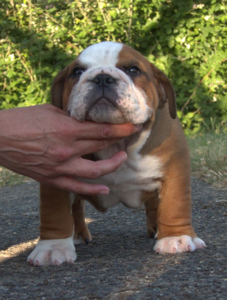 De la Cour des Molosses - Chiots disponibles - Bulldog Anglais