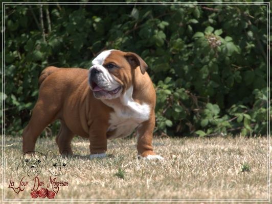 De la Cour des Molosses - Chiots disponibles - Bulldog Anglais