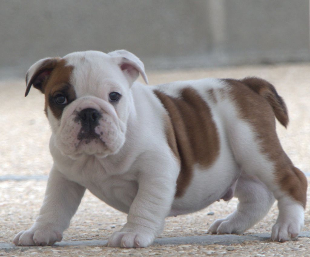 De la Cour des Molosses - Chiots disponibles - Bulldog Anglais